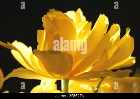 Fine art portrait: Delicate bright yellow petals of a peony tulip, backlit in late afternoon light against a black background. Stock Photo