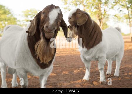 two brown and white Boer goats one looking into camera Stock Photo