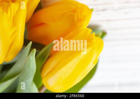 Several buds of yellow tulips close-up on a white wooden background Stock Photo