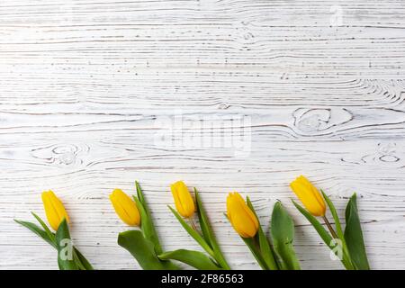 Five bright yellow tulips on a white wooden background Stock Photo