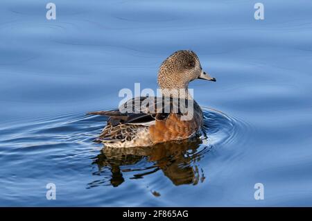 American Wigeon Female at close range, swimming in a calm, placid lake. Stock Photo