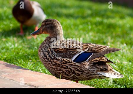 Closeup isolated image of a female mallard duck on the grass with a male in background grazing. They are enjoying sunny spring weather in a city park Stock Photo