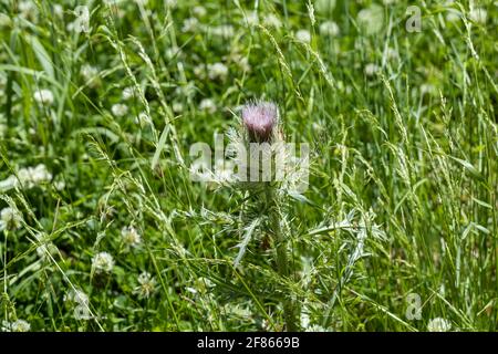 Thistle in a field of dandelions Thistle is the common name of a group of flowering plants characterized by leaves with sharp prickles on the margins. Stock Photo