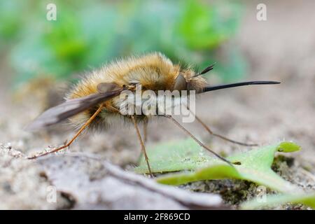 Natural closeup of the odd parasite , the dark-edged bee-fly ...