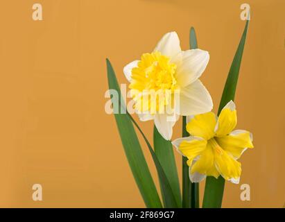 the beautiful yellow daffodils on yellow background. Stock Photo
