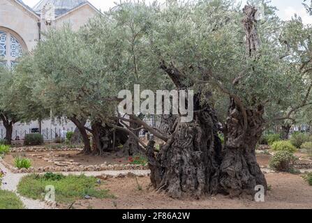 Old olive trees in the garden of Gethsemane, Jerusalem Stock Photo