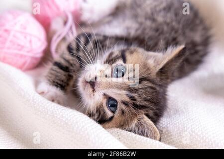 Striped cat playing with pink and grey balls skeins of thread on white bed. Little curious kitten lying over white blanket looking at camera Stock Photo