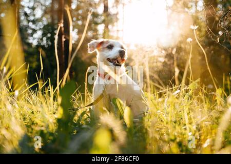 Adorable little dog Jack Russell Terrier sits on green grass outdoors. Stock Photo