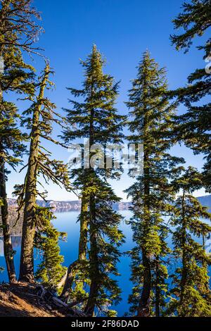 Tall pine trees along the edge of Crater Lake National Park in Oregon on a sunny day Stock Photo