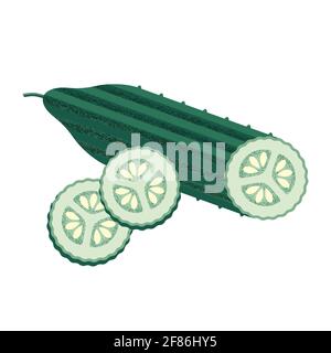 Green cucumber sliced with pimples and seeds in the style of a modern flat with a noisy grunge texture. Vegetable for the Mediterranean or vegan diet Stock Vector