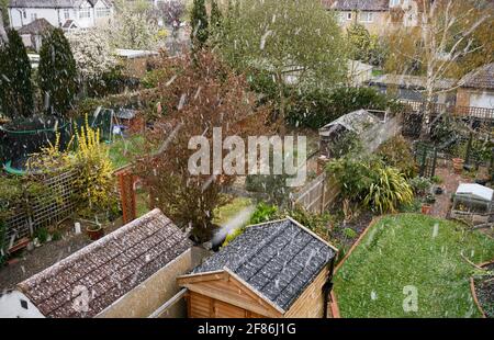Merton, London, UK. 12 April 2021. Heavy snowfall in south west London suburbs on the day many shops and businesses reopen after Covid-19 lockdown. Credit: Malcolm Park/Alamy Live News Stock Photo