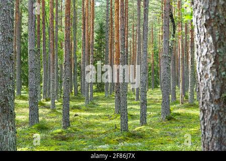 Pine forest. beautiful spring Pine forest in Estonia Stock Photo