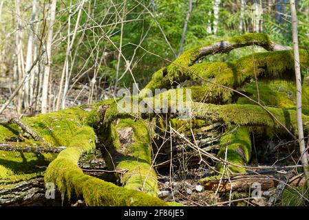 Fallen old trees covered with green moss in the spring forest Stock Photo