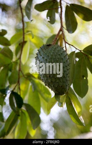 soursop plantation in the countryside in the rural area of Mata de Sao Joao (mata de sao joao, bahia / brazil - october 11, 2020). Stock Photo