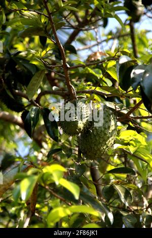 soursop plantation in the countryside in the rural area of Mata de Sao Joao (mata de sao joao, bahia / brazil - october 11, 2020). Stock Photo