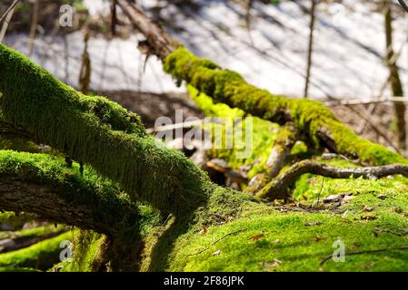 Fallen old trees covered with green moss in the spring forest Stock Photo
