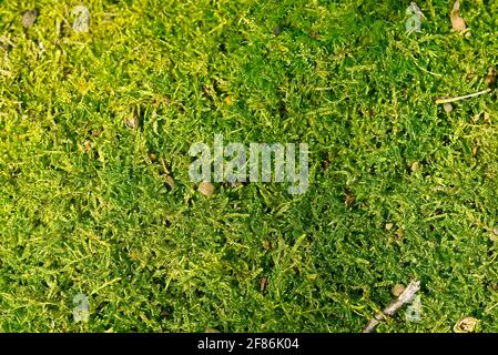 Green lichen texture in spring forest. Macro shot of green moss in forest Stock Photo