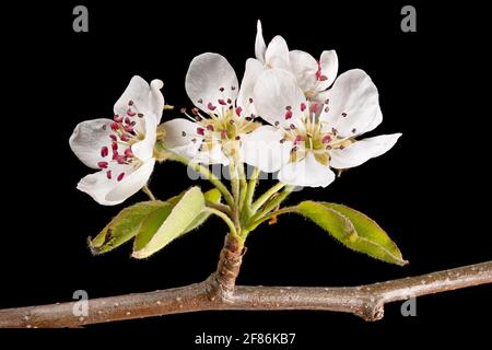 Detail shot of a branch of the apple tree with flowers, buds and leaves in front of a blurred background isolated on black Stock Photo