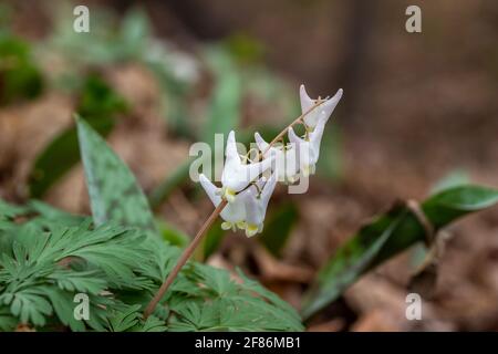 Macro abstract background of uncultivated dainty white Dutchman's Breeches (Dicentra cucullaria) wildflowers growing in their native woodland habitat Stock Photo