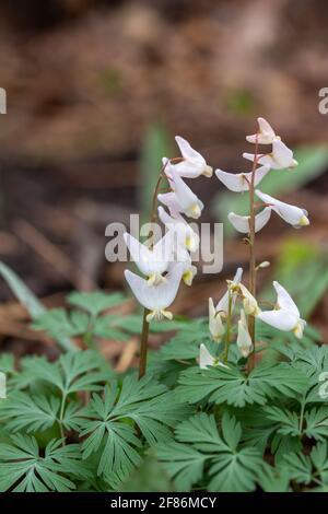 Macro abstract background of uncultivated dainty white Dutchman's Breeches (Dicentra cucullaria) wildflowers growing in their native woodland habitat Stock Photo