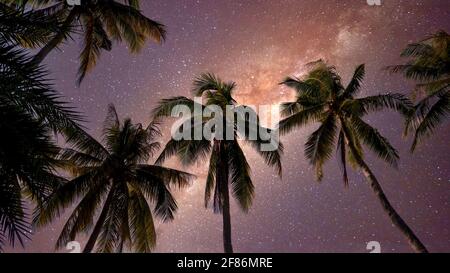 Low angle view of tropical coconut palm trees silhouetted against the Milky Way in a  a beautiful night sky. Stock Photo