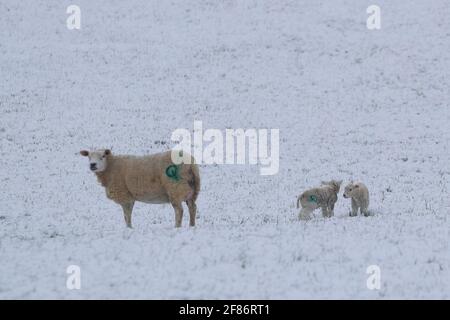 Henley-on-Thames, UK. 12th Apr, 2021. UK Weather. Livestock facing harsh conditions after heavy snowfall. Credit: Uwe Deffner/Alamy Live News Stock Photo