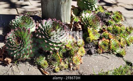 commonly known as houseleeks. Sempervivum tectorum. plant growing among the stones. Selective Focus Plant. Stock Photo