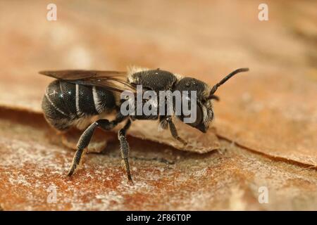 Closeup on a small female solitary resin bee, Heriades crenulatu Stock Photo