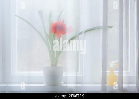Potted red amaryllis flower behind sheer curtain in window Stock Photo