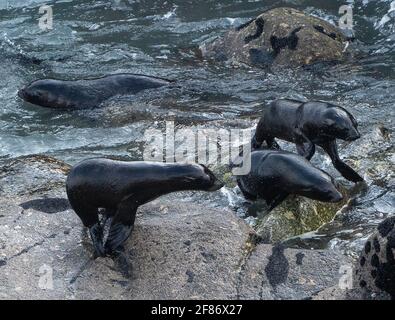 Seals Colony, Tauranga Bay, South Island, New Zealand, 5 April, 2021 - New Zealand fur seals at the Cape Foulwind seal colony  in Tauranga Bay near Westport on New Zealand's West Coast. Credit: Rob Taggart/Alamy Stock Photo