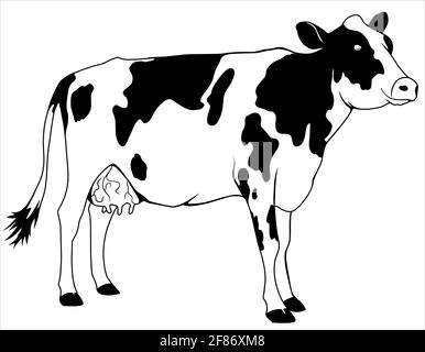 illustration of a cow in a white background Stock Vector Image & Art ...