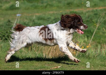 English Springer Spaniel Stock Photo