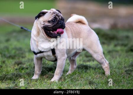 Hot Pug Stock Photo