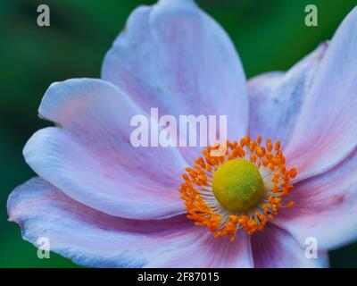 Flower Macro of a truly beautiful pale pink Japanese Anemone Windflower, it's round centre and bright yellow stamens, blurred green garden background Stock Photo