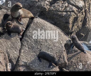 Seal Colony, Tauranga Bay, South Island, New Zealand, 5 April, 2021 - A female New Zealand fur seal and her 6 month old pup chases off other seal pups  at the Cape Foulwind seal colony  in Tauranga Bay near Westport on New Zealand's West Coast. Credit: Rob Taggart/Alamy Stock Photo