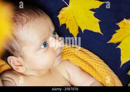 Close portrait of tiny little baby in maple leaves Stock Photo