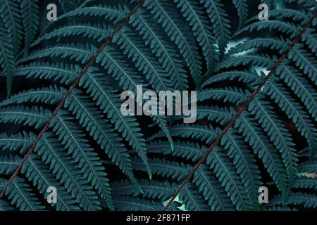 Close-up shot of fern leaves in the forest Stock Photo