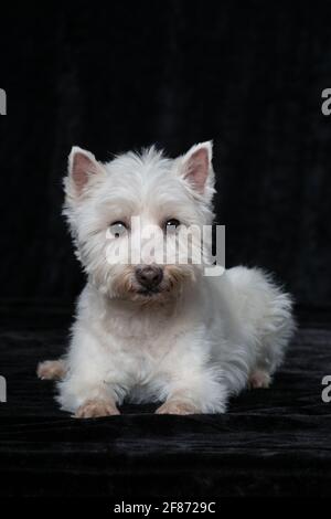 west highland white terrier on black background Stock Photo