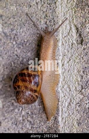 A snail crawls on a gray concrete wall with the shell wet from the rain Stock Photo