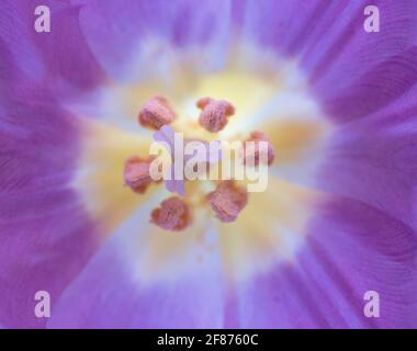 Macro photo inside a purple and yellow tulip with pistil and stamens. Narrow depth of field Stock Photo