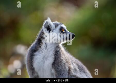 Ring tailed Lemur side profile Stock Photo