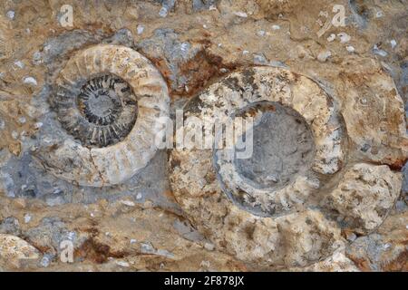 Close-up of two fossilized ammonites Stock Photo