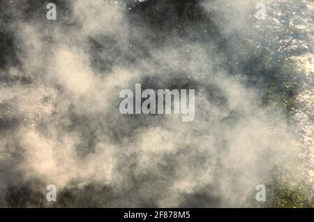 Clouds of white smoke from a village fire in the sunlight on the background of summer trees Stock Photo