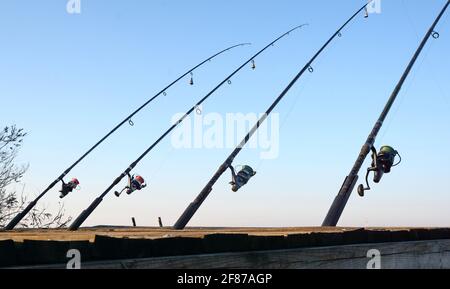 ishing reel on the rod. Fishing on the feeder. Carp fishing rods
