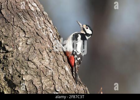 Great Spotted Woodpecker, High Batts Stock Photo