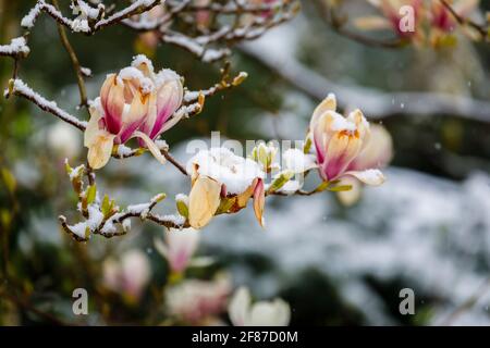 Magnolias: brown magnolia blooms dying in a garden in Surrey, south-east England after unseasonal late mid-April frost, snow and low temperatures Stock Photo