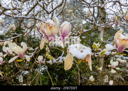 Magnolias: brown magnolia blooms dying in a garden in Surrey, south-east England after unseasonal late mid-April frost, snow and low temperatures Stock Photo