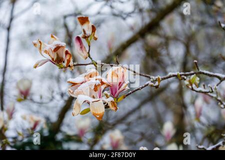 Magnolias: brown magnolia blooms dying in a garden in Surrey, south-east England after unseasonal late mid-April frost, snow and low temperatures Stock Photo