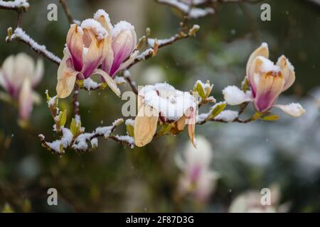 Magnolias: brown magnolia blooms dying in a garden in Surrey, south-east England after unseasonal late mid-April frost, snow and low temperatures Stock Photo