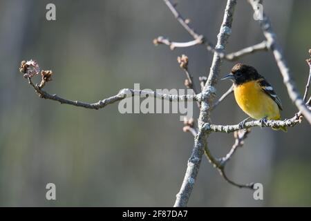 Baltimore Oriole on tree branch Stock Photo